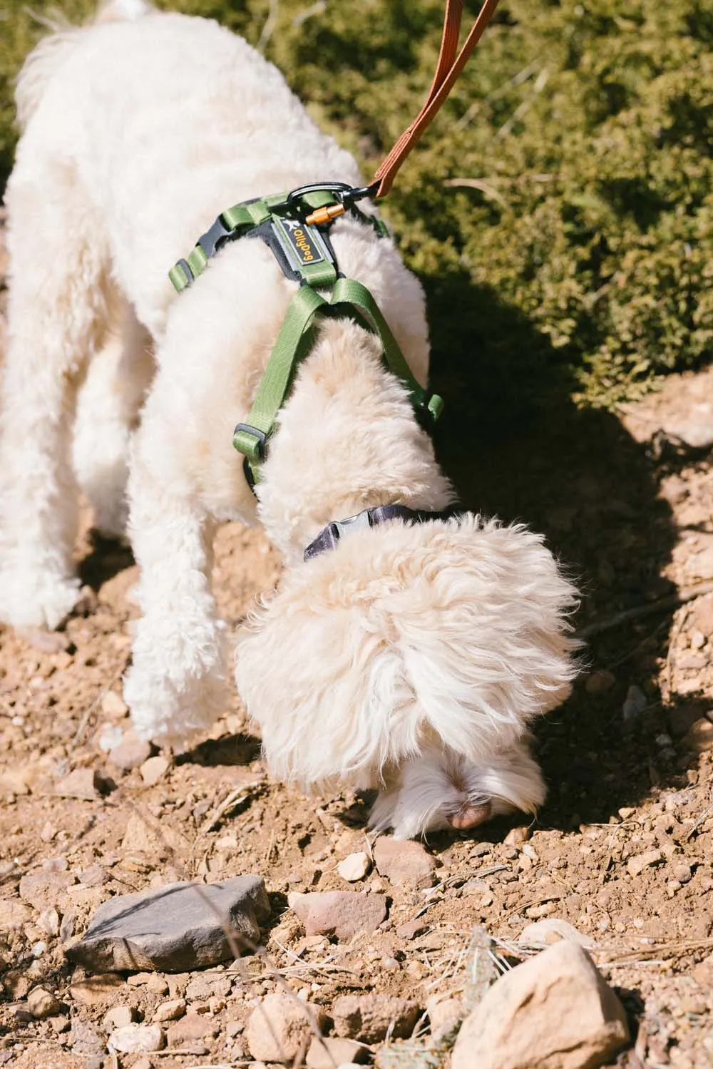 OllyDog Alpine Reflective Comfort Harness Cactus | Buy OllyDog Alpine Reflective Comfort Harness Cactus here | Outnorth