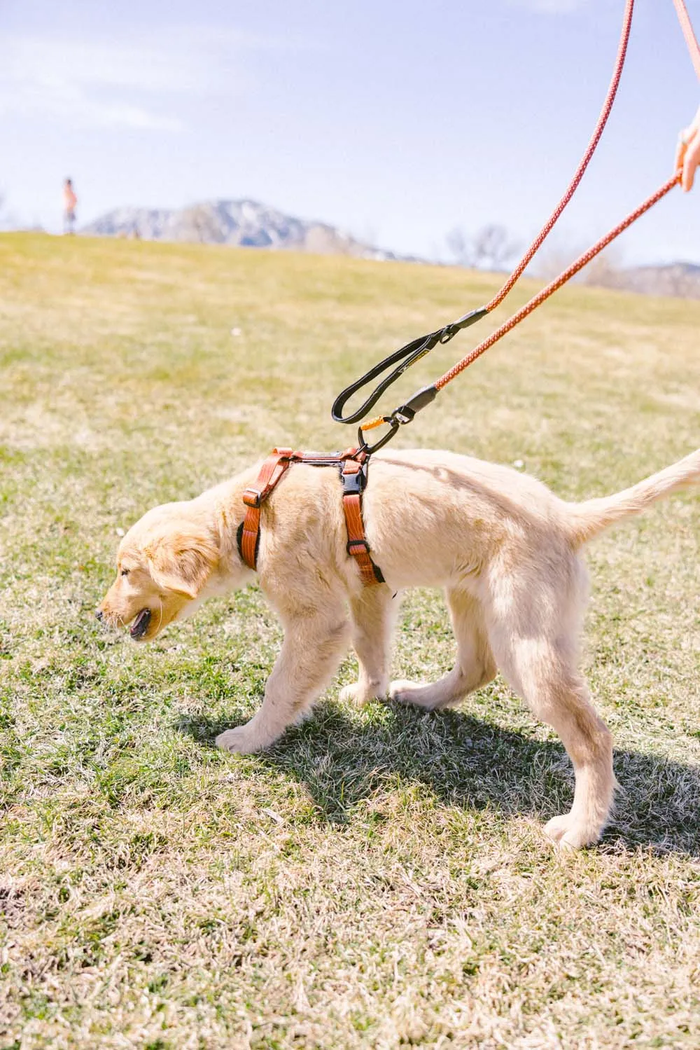 OllyDog Alpine Reflective Comfort Harness Clay | Buy OllyDog Alpine Reflective Comfort Harness Clay here | Outnorth