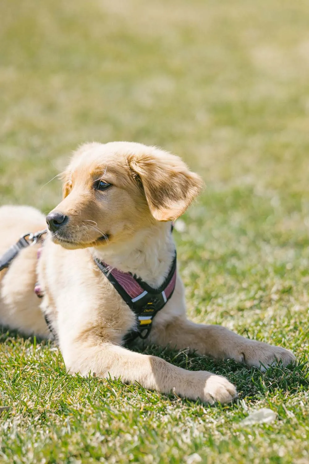 OllyDog Alpine Reflective Comfort Harness Rosewood | Buy OllyDog Alpine Reflective Comfort Harness Rosewood here | Outnorth